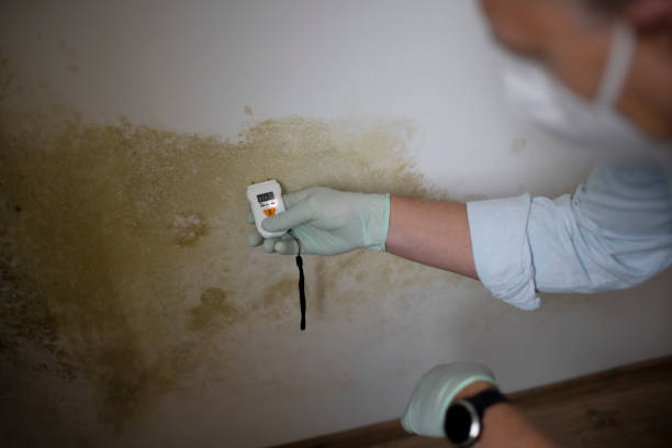 Best Emergency Mold Remediation in Denmark, WI